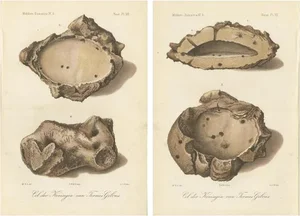 Termite Queen Cells Termes Gibus, Sumatra, 1887, Lithographs, Set of 2