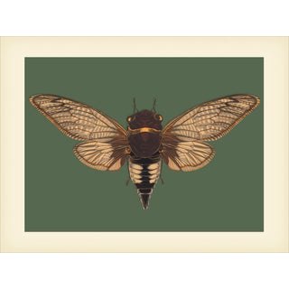 Bugs by Seguy #3 Reproduction For Sale