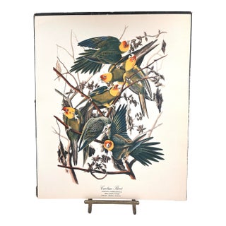 1964 Audubon Folio Lithograph Great Bird Paintings - "Carolina Parrot" 17x14 For Sale