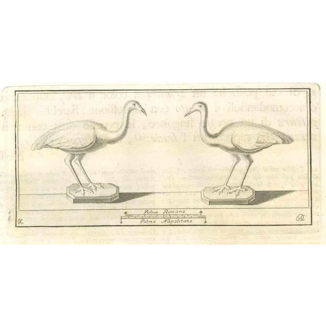 Birds Fresco from "Antiquities of Herculaneum" is an etching on paper realized by Various Authors in the 18th Century....
