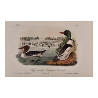 Audubon Buff-Breasted Merganser: Original 19th C. Audubon Hand-Colored Bird Lithograph, 1870 For Sale