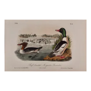 Audubon Buff-Breasted Merganser: Original 19th C. Audubon Hand-Colored Bird Lithograph, 1870