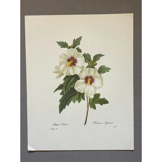 Up for sale is this gorgeous vintage print by PJ Redoute, one of several we are currently listing. With a sheet size of...