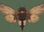 The series was produced by CFA editions from original pochior prints by E.A. Seguy. The series of insects that Seguy...