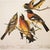 John James Audubon Evening and Black-Headed Grosbeaks After Audubon, 1966 Cottage Print For Sale - Image 4 of 8