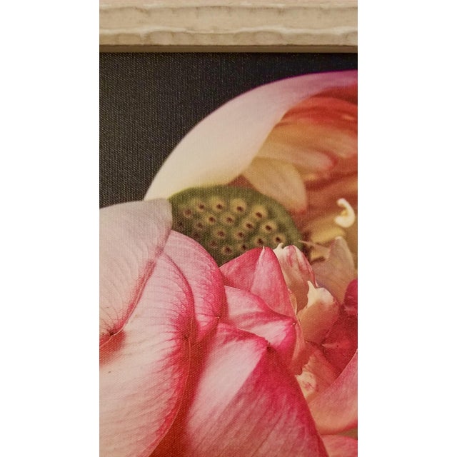 "Golden Pink Lotus Flower" Contemporary Botanical Still Life Photograph by Jackie Kane, Framed For Sale In Philadelphia - Image 6 of 7