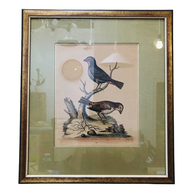 George Edwards, Bird Illustration, 1762, Copper Engraving For Sale