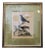 George Edwards, Bird Illustration, 1762, Copper Engraving For Sale