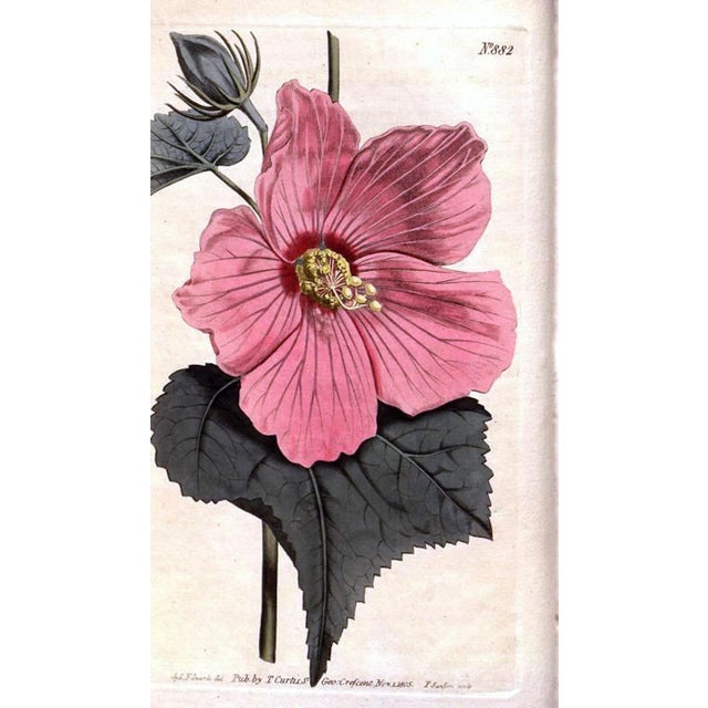 Salmon Antique Derby Porcelain Botanical Plate, Marsh Hibiscus, Salmon Ground With Gilt Swans, John Brewer, Circa 1815 For Sale - Image 8 of 12