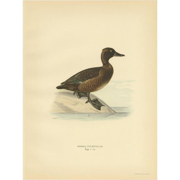 Von Wright, Female Tufted Duck, 1929, Paper For Sale - Image 10 of 10