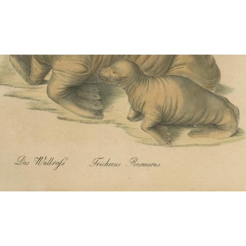 Karl Joseph Brodtmann, Walrus, 1816, Lithograph For Sale - Image 6 of 9