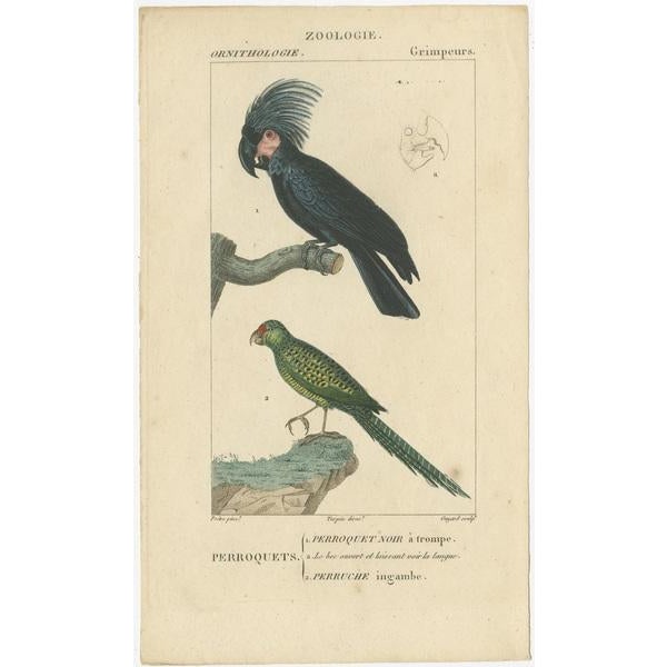 Dumont, Parrots, Passerines, Birds of Prey, 1820, Prints, Set of 3 For Sale - Image 3 of 6