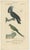 Dumont, Parrots, Passerines, Birds of Prey, 1820, Prints, Set of 3 For Sale - Image 3 of 6
