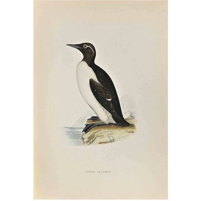 Ringed Guillemot is a modern artwork realized in 1870 by the British artist Alexander Francis Lydon (1836-1917) . Woodcut...