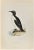 Ringed Guillemot is a modern artwork realized in 1870 by the British artist Alexander Francis Lydon (1836-1917) . Woodcut...
