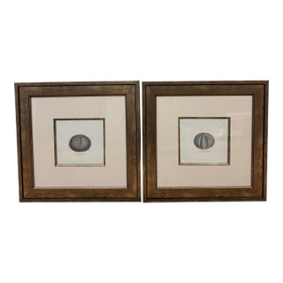 Paragon Echinus Esculentus I & II Art Prints, Set of Two For Sale