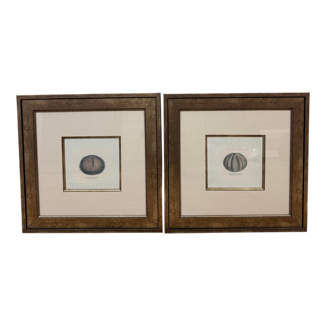 Paragon Echinus Esculentus I & II Art Prints, Set of Two For Sale