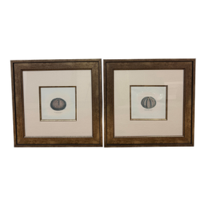 Paragon Echinus Esculentus I & II Art Prints, Set of Two
