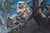 The Disciples by Deb Komitor | Oil on cradleboard Three owls perched on a tree branch. For Sale