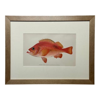 20th Century Rose Fish, Framed For Sale