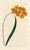 Original early-1800s hand-colored botanical print published in "Curtis's Botanical Magazine", the oldest and longest...