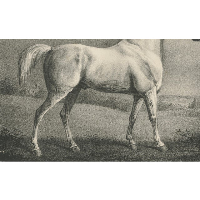 After Chalon, Mambrino Thoroughbred Horse Portrait, 1840, Lithograph For Sale - Image 5 of 9