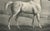 After Chalon, Mambrino Thoroughbred Horse Portrait, 1840, Lithograph For Sale - Image 5 of 9