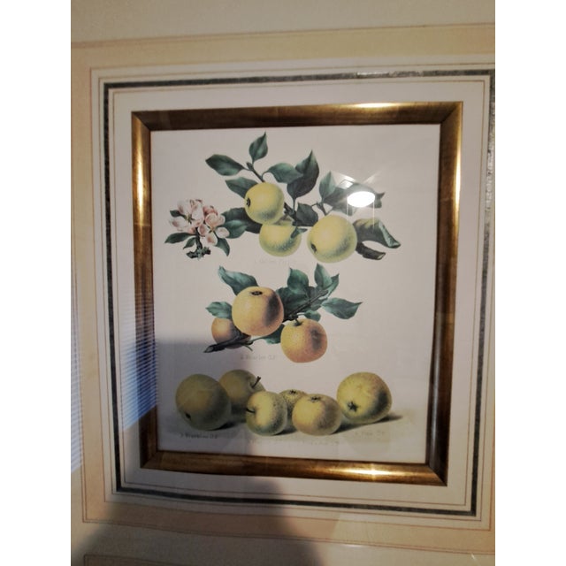 Contemporary Bountiful Fruit - 4 Prints Mounted and Framed For Sale - Image 3 of 12