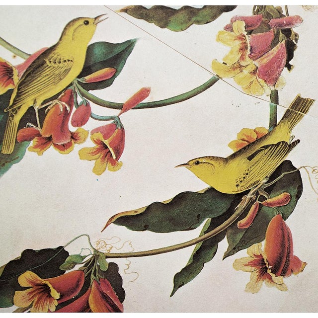 Farmhouse 1966 Rathbone Warbler After John J. Audubon, Cottage Print For Sale - Image 3 of 9