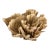Natural Unbleached Poca Coral Specimen For Sale