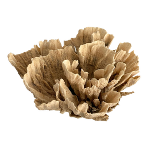 Natural Unbleached Poca Coral Specimen