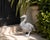 Vintage Country Style Cast Iron Duck Garden Statue For Sale - Image 10 of 12