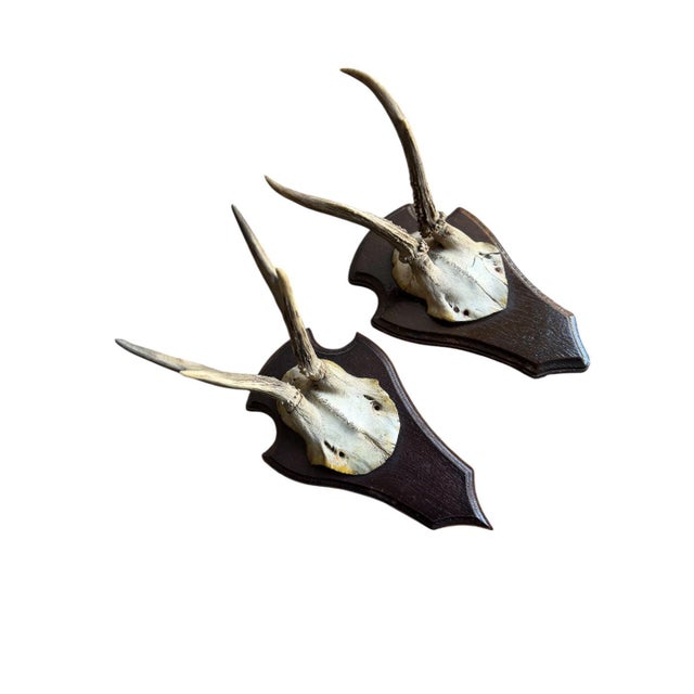 Two roe deer trophies with matching plaques — light beige antlers on dark brown wooden plaques. One has an old repair....