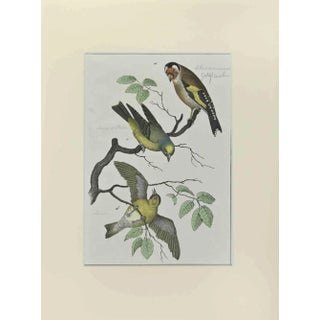 Johann Friedrich Naumann, Goldfinch, Etching, 1840 For Sale