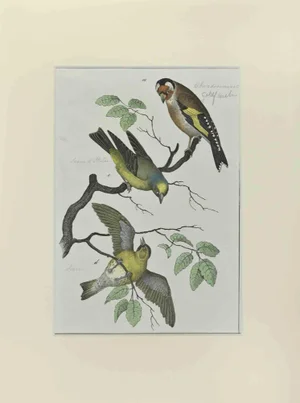 Johann Friedrich Naumann, Goldfinch, Etching, 1840