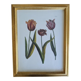 Vintage Chelsea House Tulip Flower Botanical Lithograph Framed For Sale