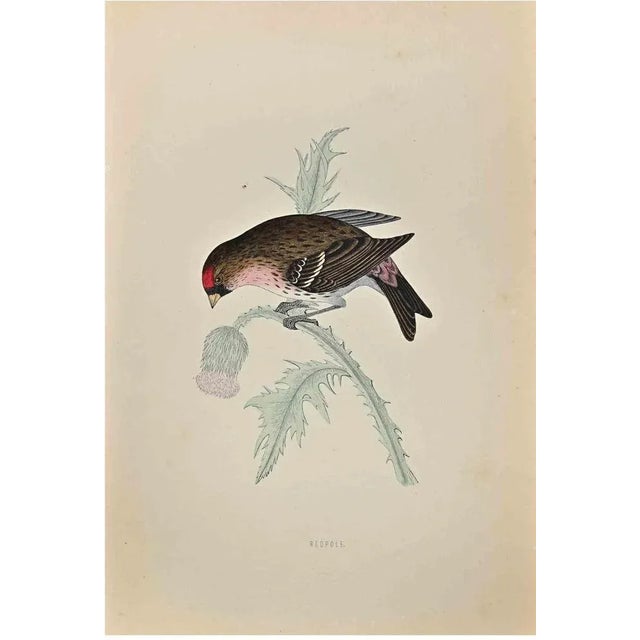 Redpole is a modern artwork realized in 1870 by the British artist Alexander Francis Lydon (1836-1917) . Woodcut print,...