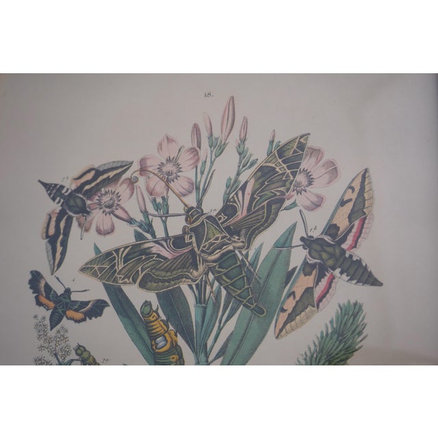 Pair Vintage Butterfly Colored Engraving Prints For Sale - Image 10 of 12