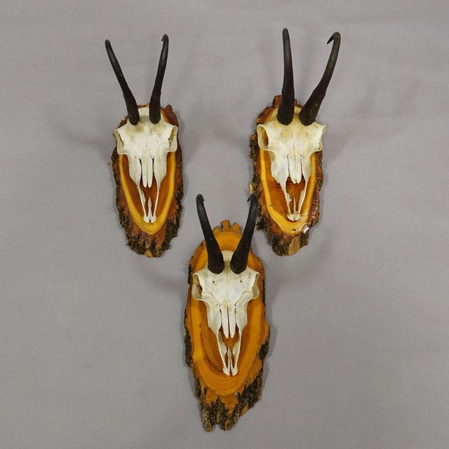 1960s Vintage Collection of Six Chamois Trophies on Wooden Plaques, Germany Ca. 1960s For Sale - Image 5 of 7