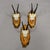 1960s Vintage Collection of Six Chamois Trophies on Wooden Plaques, Germany Ca. 1960s For Sale - Image 5 of 7
