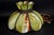 Antique Avocado Ceiling Light Shade With Slag Glass and Bronze Bands For Sale - Image 9 of 18