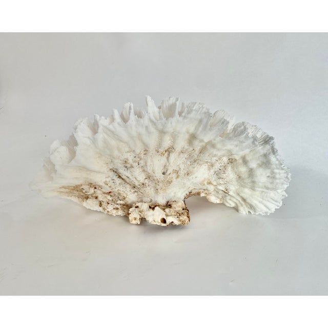 Natural White Lettuce Coral Specimen Coastal Home Decor For Sale In Los Angeles - Image 6 of 8