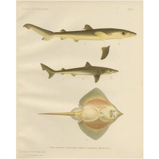W. v. Wright and C. Erdmann, Sharks and Skate from Pisces Scandinaviae Collection, 1895, Print For Sale