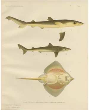 W. v. Wright and C. Erdmann, Sharks and Skate from Pisces Scandinaviae Collection, 1895, Print