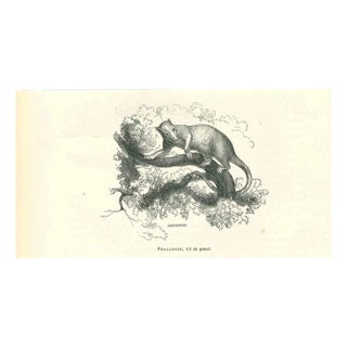 Paul Gervais, Phalanger, 1854, Lithograph For Sale