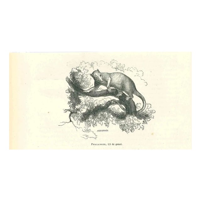 Paul Gervais, Phalanger, 1854, Lithograph For Sale