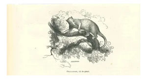 Paul Gervais, Phalanger, 1854, Lithograph
