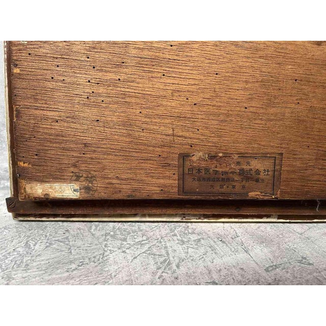 Japanese Dental Teaching Display with Anatomical Models, 1920s For Sale - Image 15 of 18