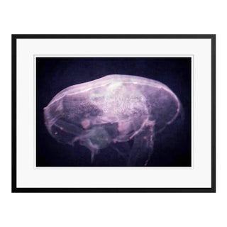 The Dreaming by Stuart Möller Framed For Sale