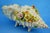 Antique Shell-Shaped Porcelain Centrepiece from C.G Schierholz & Sohn Manufactory of Plaue, Germany, 1800s For Sale - Image 18 of 18